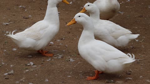 White duck 🦢🦢🦢🦢🦢🦢🏵️🌹