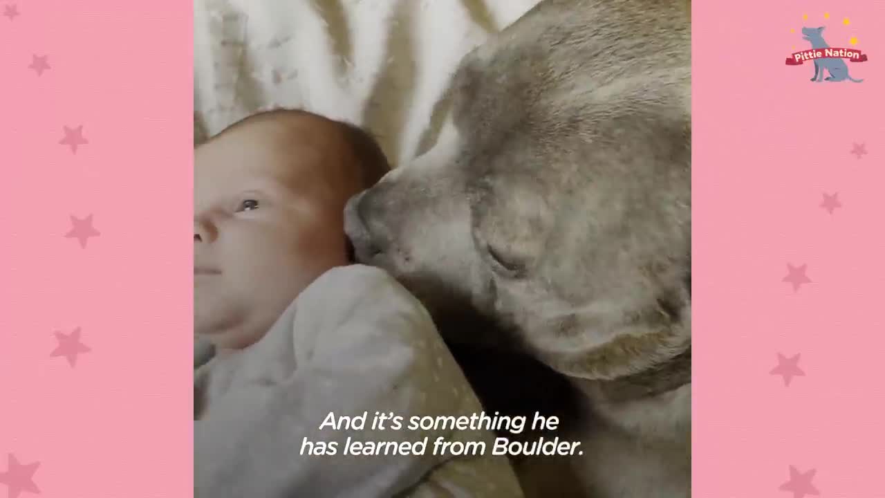 Pittie Teaches Little Human Important Lessons On How To Be A Big Brother | The Dodo Pittie Nation