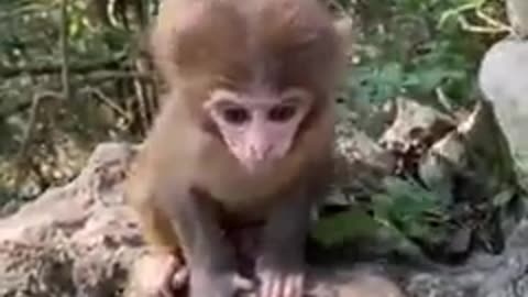 FUNNY ANIMALS VIDEO .......