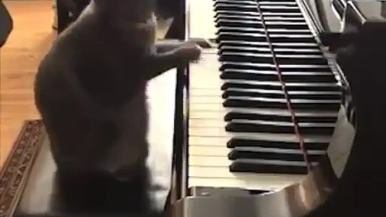 Cat fun with piano