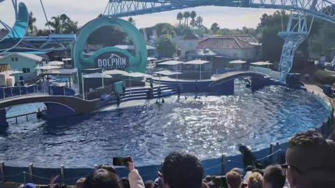 Dolphin Show on Thanksgiving (#Seaworld San Diego)