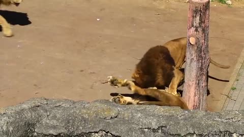 Lion Fight