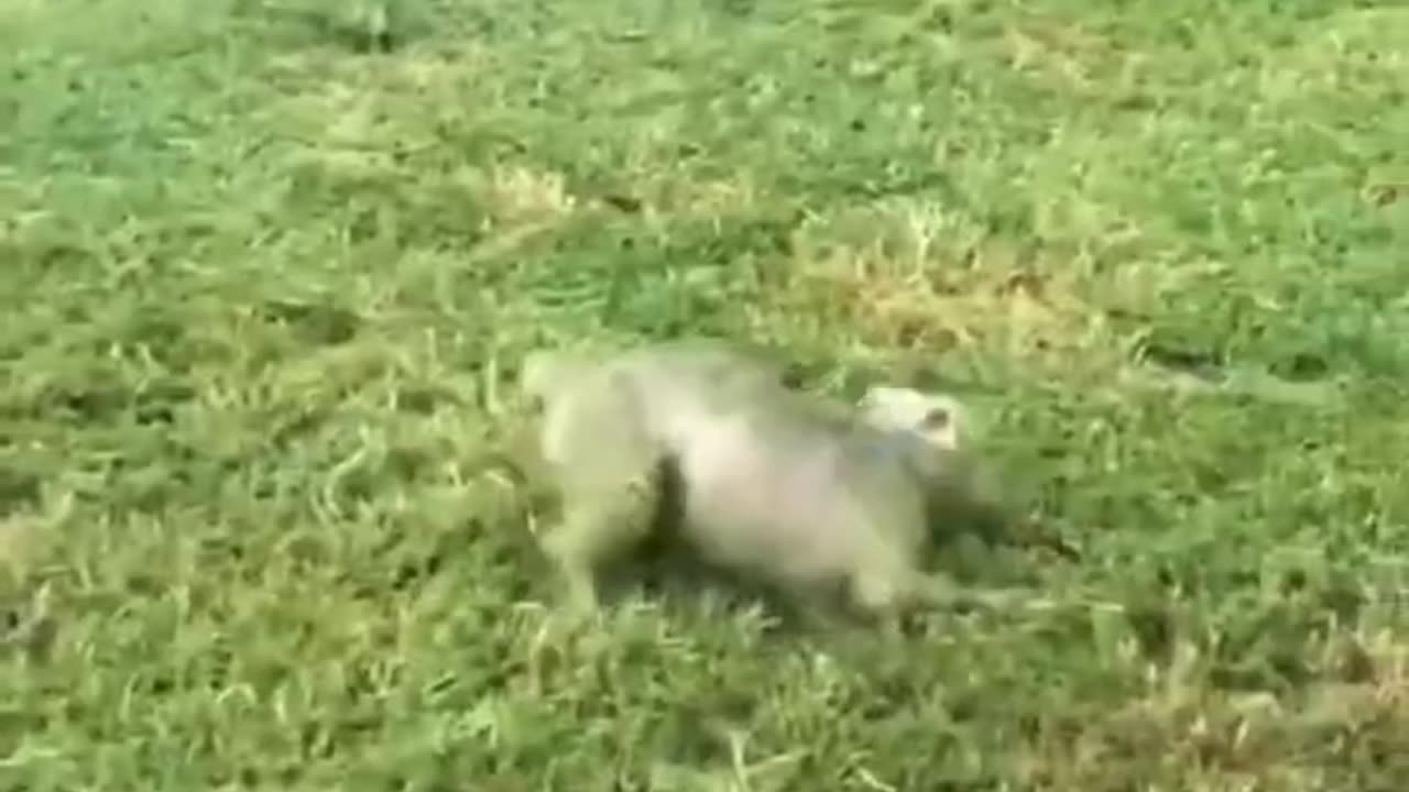 Try not to laugh🤣 Funny animals😹