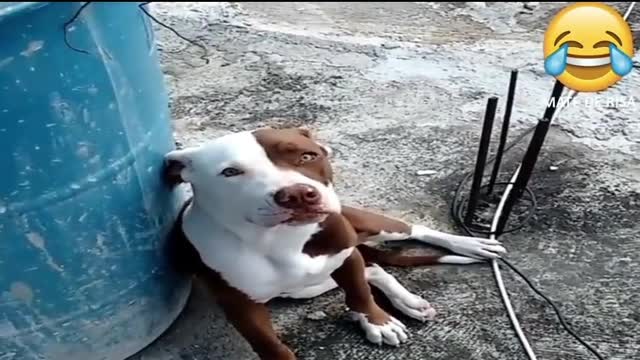 FUNNY ANIMALS COMPILATION!!! HABE A BREAK AND RELAX