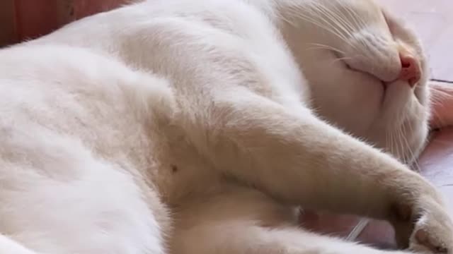 Cat in sleep mood