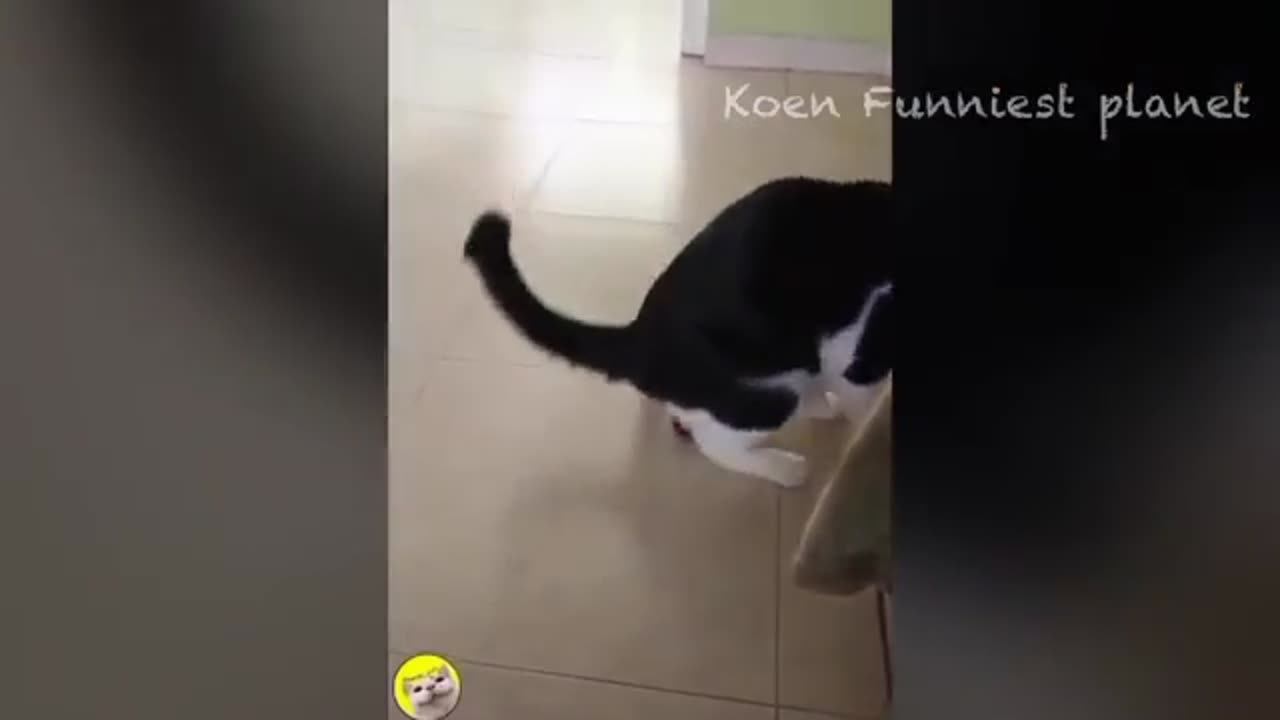 Funny cats 🤣😂