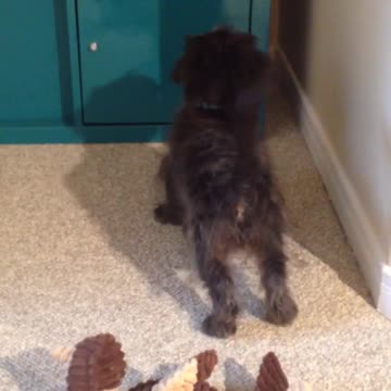 Cachorro confundido le ladra a su sombra