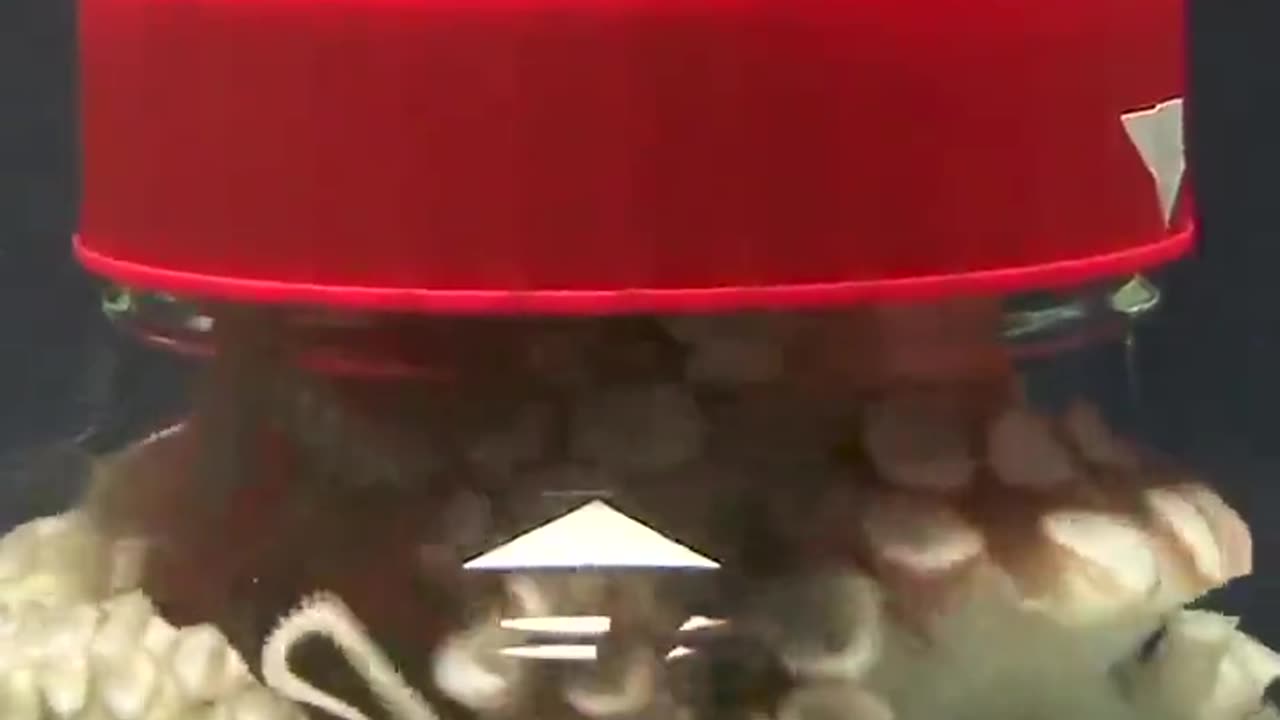 Octopus Escapes Jar
