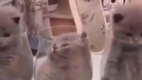 Cute cat