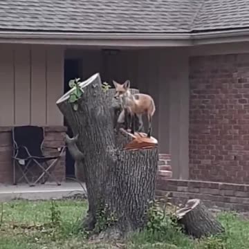Fox Plays With Squirrel