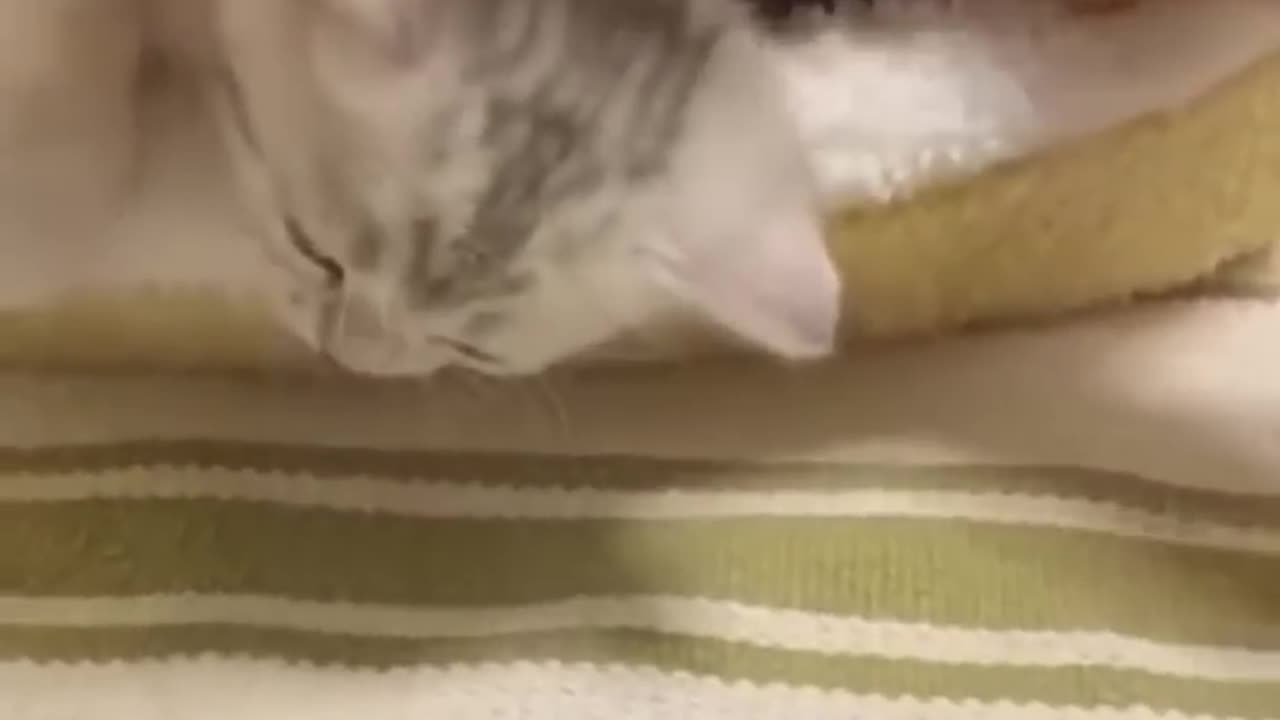 Animals funny videos