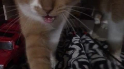 Kat