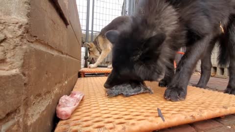 Food Aggression in Dogs & Wolfdogs - How I Get Rid of it~21
