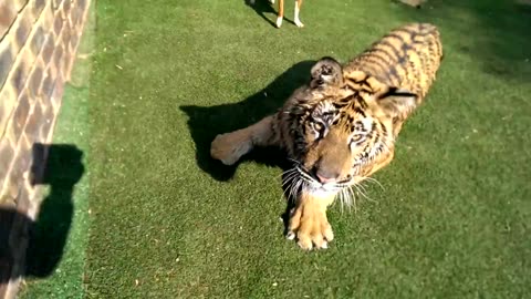 That moment You realise You cannot outrun that tiger !