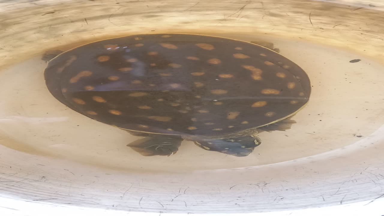 mini turtle