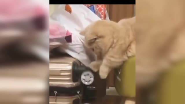 😂😂Cat play with the wheel !! Very funny cat video