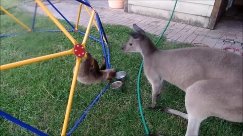 Funny Animals Video | Funny Catoon | Kids for Catoon