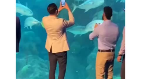 Aquarium Accidents