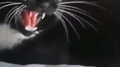 Cats🐱 are cute😘 and Funny part-1
