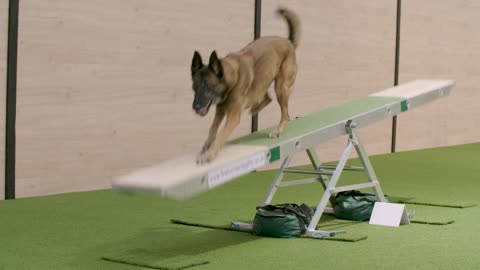 dog agility
