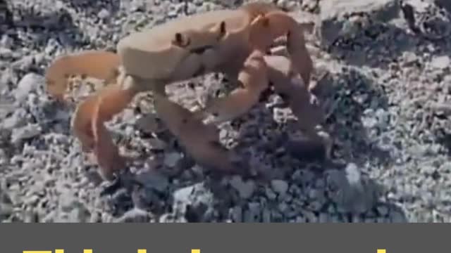 Crab cuts off its own claws