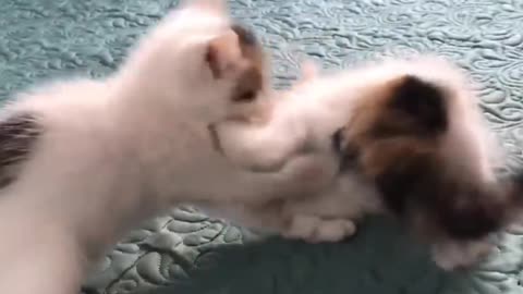 Two Cute Kittens Playing with Each other ❤️🤩