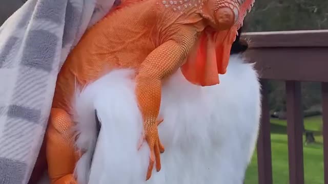 Animals video