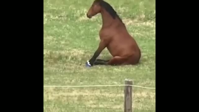 Funny and Cute Horses That Will Change Your Mood For Good