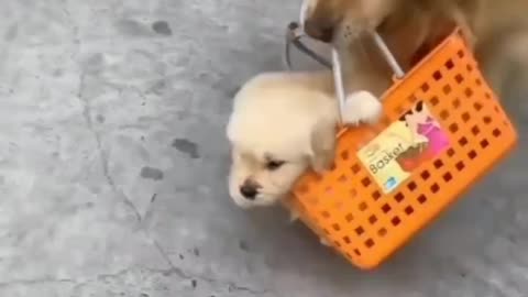 Dog Waking For baby pupy 💖 💕 😍