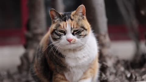 A cat that winks at you