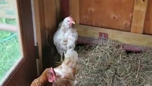 Amanda Grace Talks. ..Welcome Rudi the Rooster To The Sanctuary!