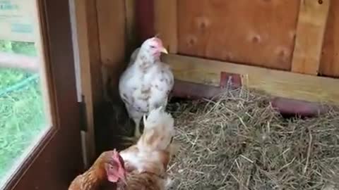 Amanda Grace Talks. ..Welcome Rudi the Rooster To The Sanctuary!