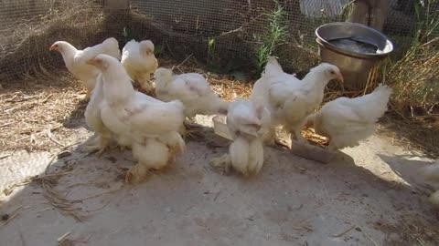 Quail chicks