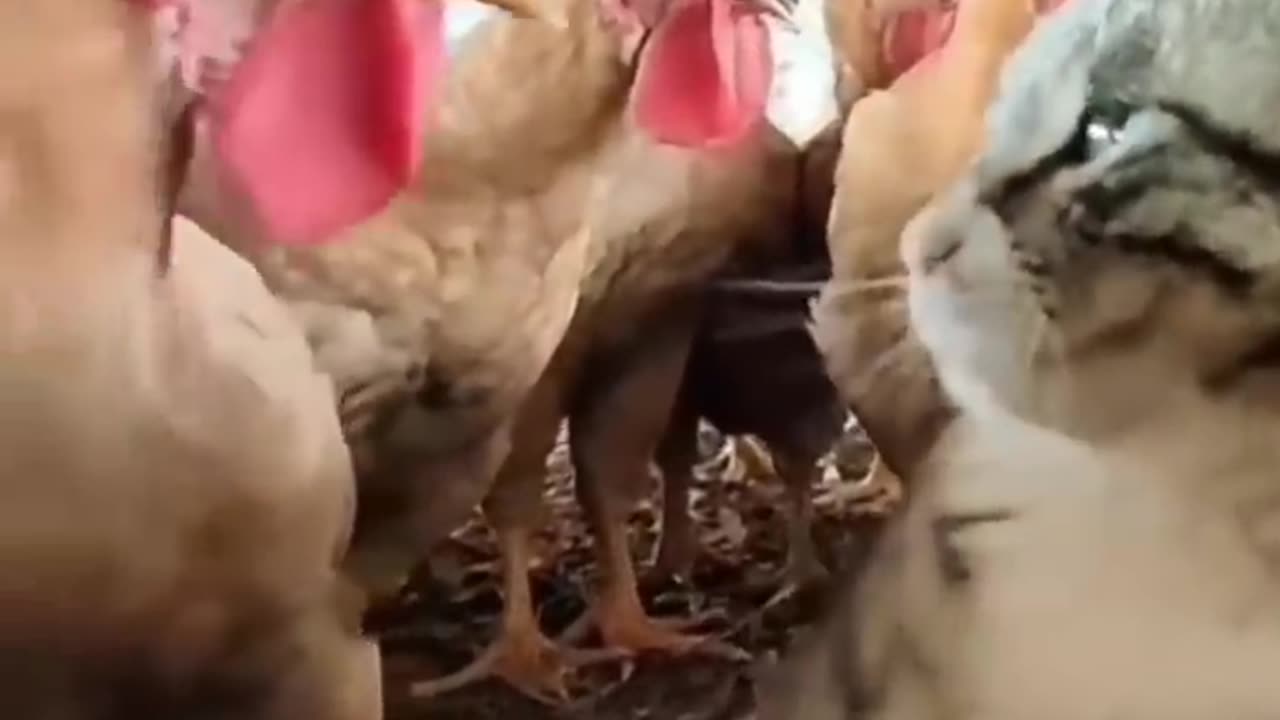 Cat vs Chicken