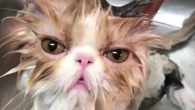 hilarious cat makes funny face after bathing