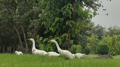 Majestic Duck's Rainy Day Dance 🦆☔ | Serene Nature Moments