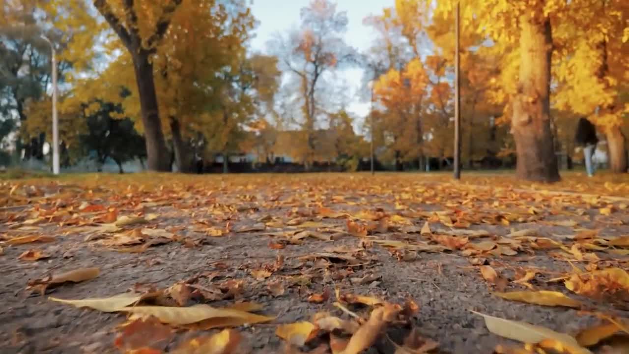 Enchanting Autumn Forests with Beautiful Piano Music