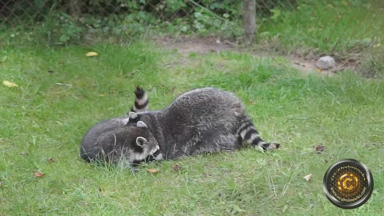 mating raccoons