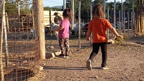 Little Trips and Falls Rushing to Feed Goats
