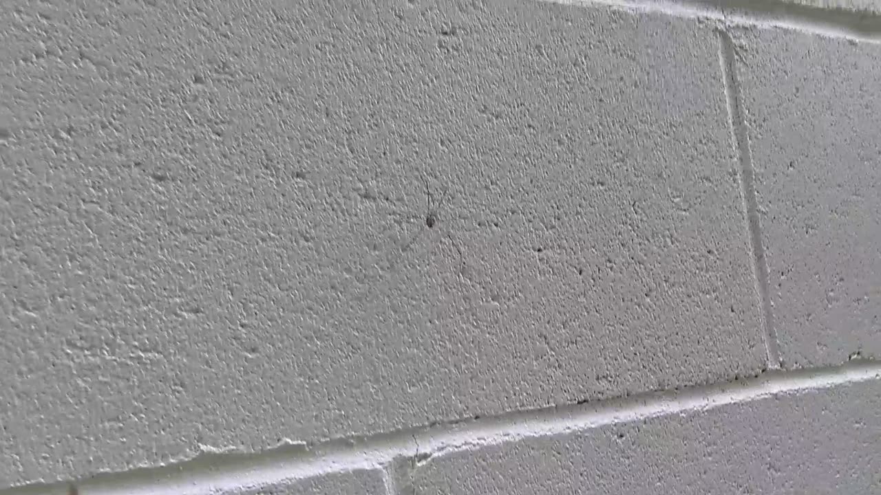 Daddy long-legs