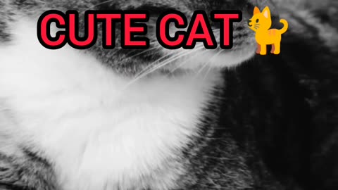 Cute cat play alone 🐈️🐈️#catcute
