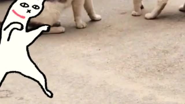 famous tik tok cats fighting