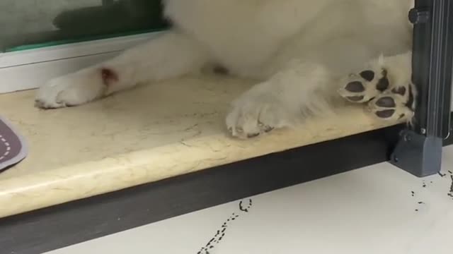 Another day of confession Samoyed jam
