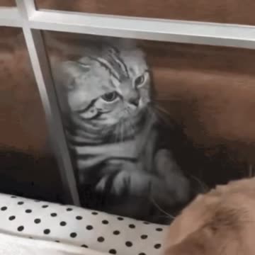 Cute Cat Gif