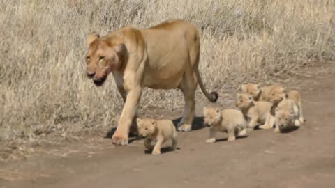 Cute Baby Lion Videos Part-14