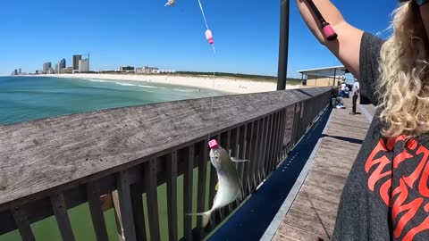 Saltwater PIER FISHING with Shrimp!