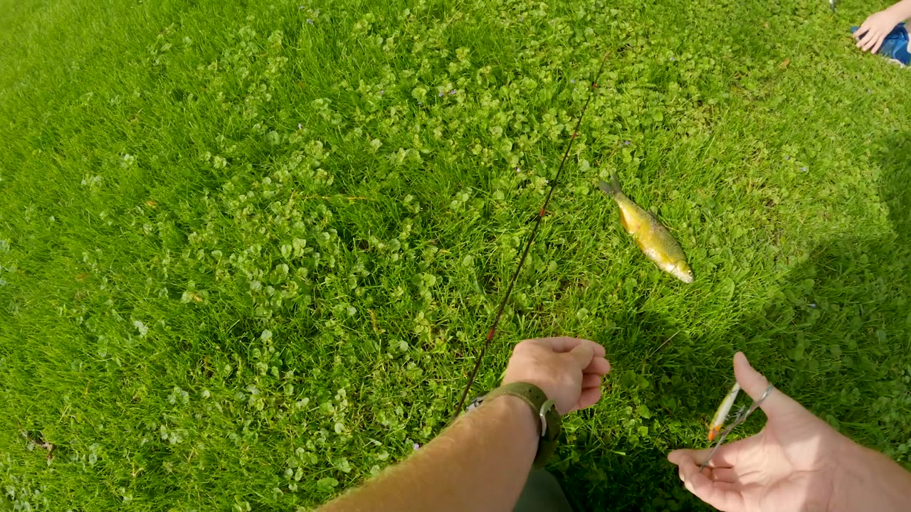 Jerkbait Golden Shiner!?