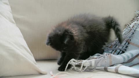 funny cats-A Pet Kitten Playing With A Blanket In The Sofa