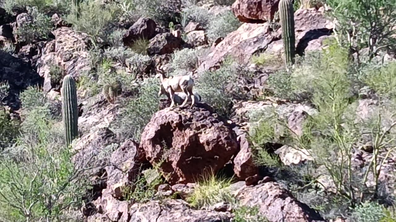 Big horn sheep