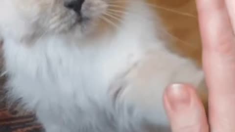 Cute Cat Gif